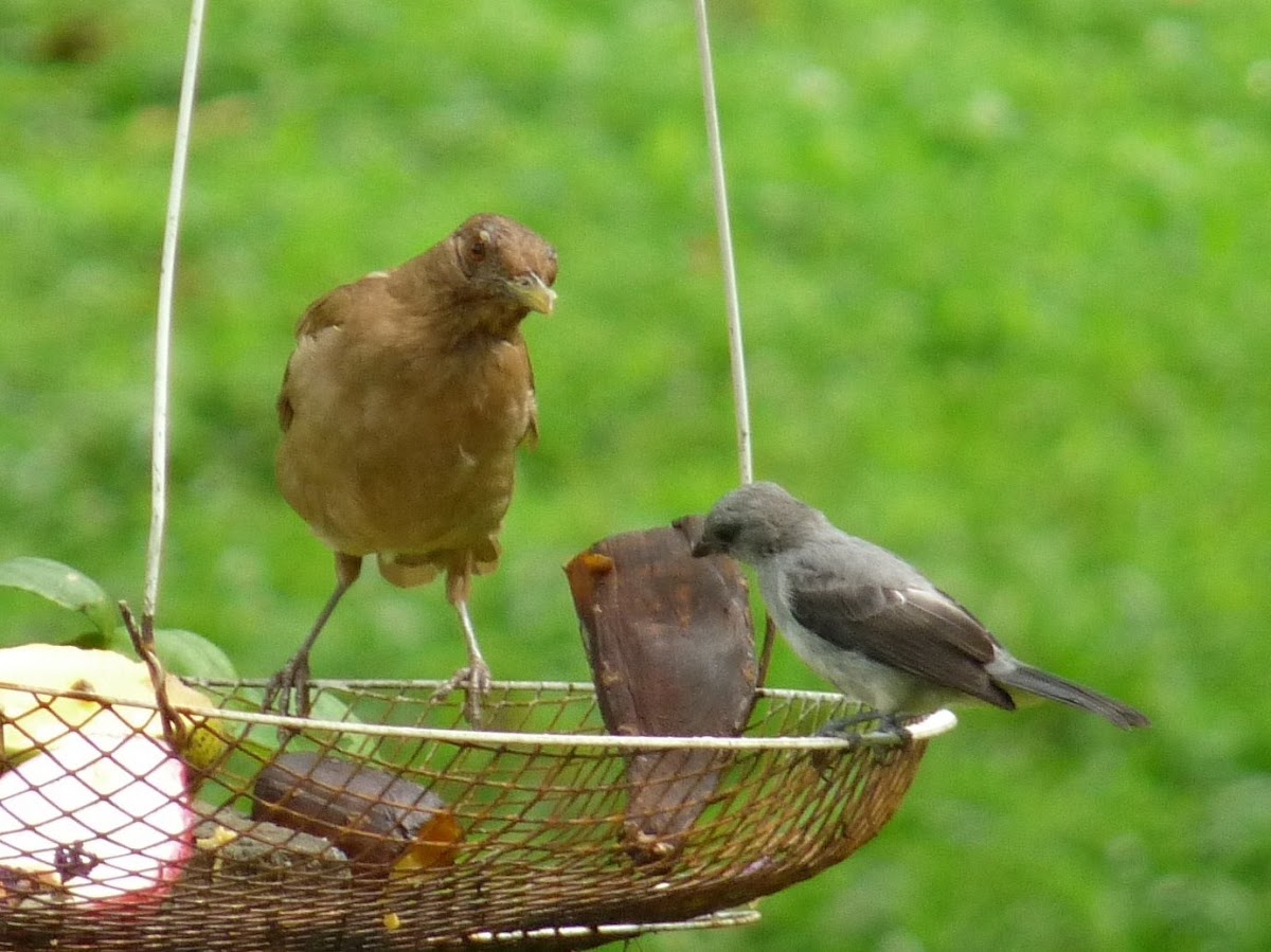 Clay-colored Robin and Palm Tanager