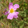 Honeybee on rockrose
