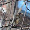 Zorzal patagónico; Austral Thrush