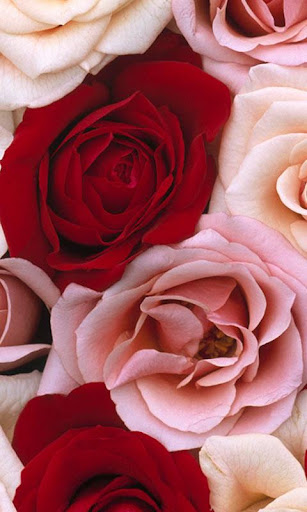 Beautiful Rose Live Wallpaper