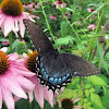 Red Spotted Purple Butterfly 