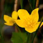 Marsh Marigold