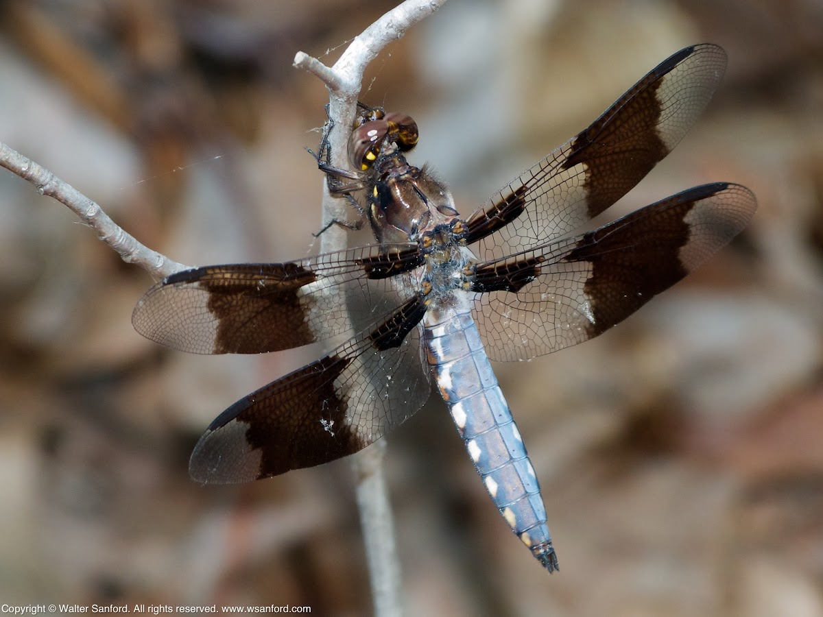 Common Whitetail dragonfly (young male)