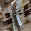 Common Whitetail dragonfly (young male)