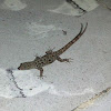 Yellow-headed Gecko (Female)