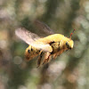 Carpenter bee in flight