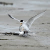 Least Terns (mating)