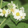 White-Flowered Leafcup