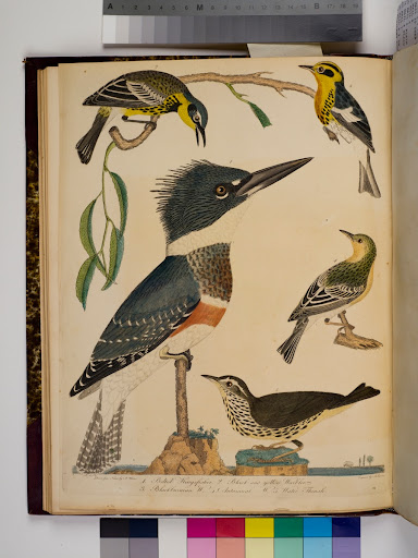 Belted kingfisher, black and yellow warbler, Blackburnian warbler, autumnal warbler, and water thrush from Wilson's American ornithology