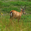 Veado-campeiro (Pampas deer)