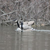 Canada Geese Mating
