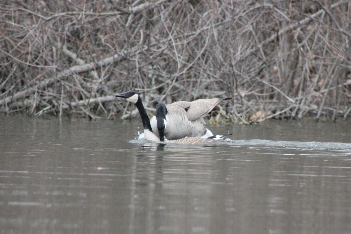 Canada Geese Mating