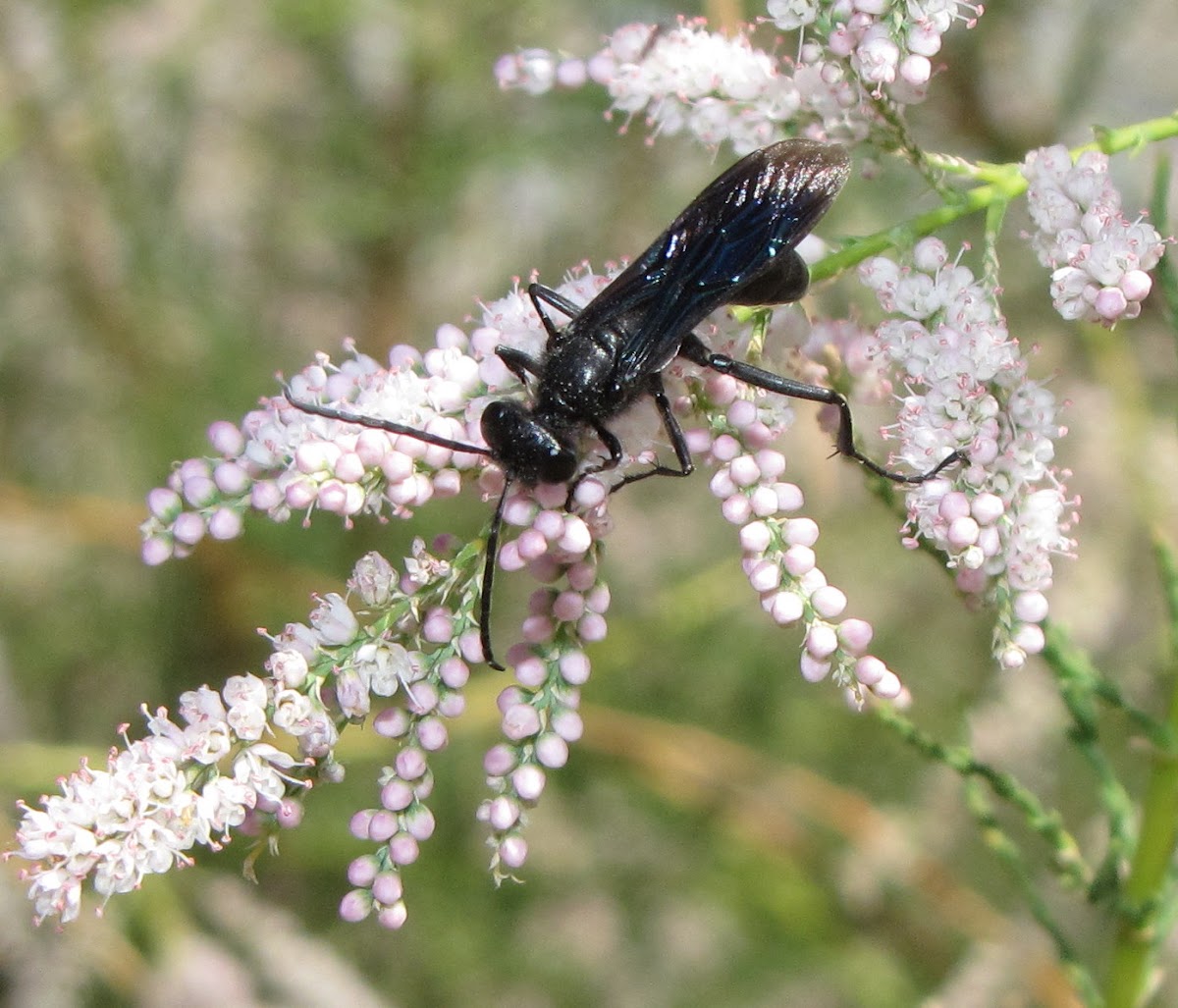 Sphecid wasp (male)