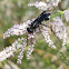 Sphecid wasp (male)