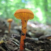 small waxy orange mushroom (?)