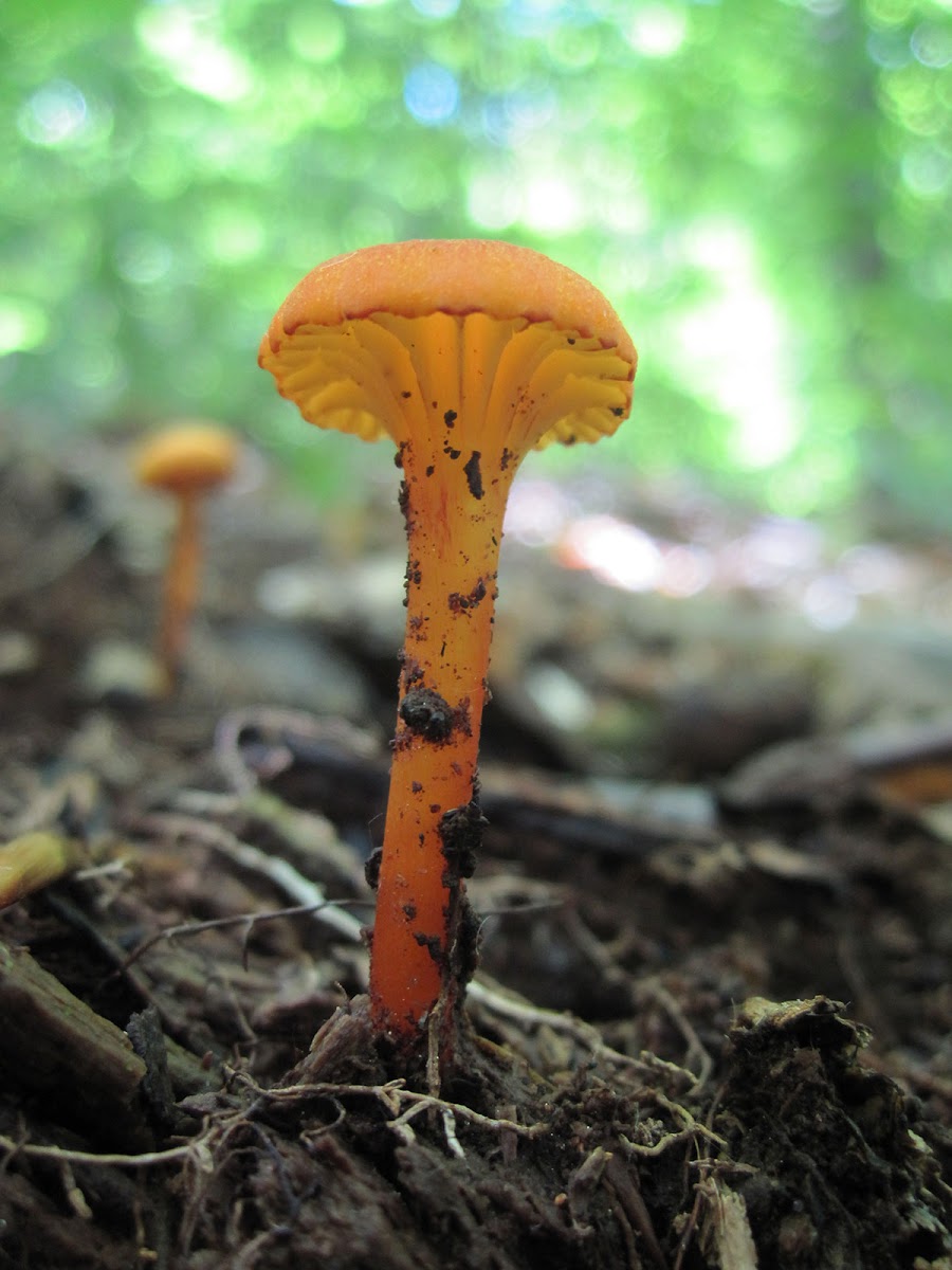 small waxy orange mushroom (?)