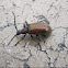 Brown darkling beetle
