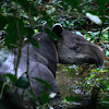 Baird's tapir