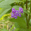 Glycine