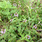 Common selfheal