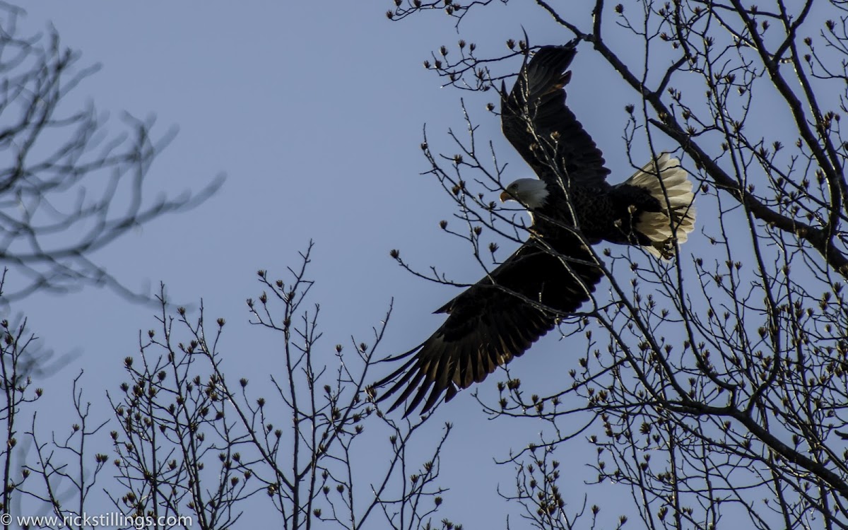 American Bald Eagle (Mature)