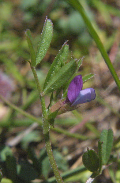 Common Vetch | Project Noah