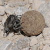 Dung beetles