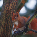 Eurasian Red Squirrel, wet