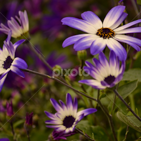 Purple Flowers by Wendy Milne - Flowers Flowers in the Wild