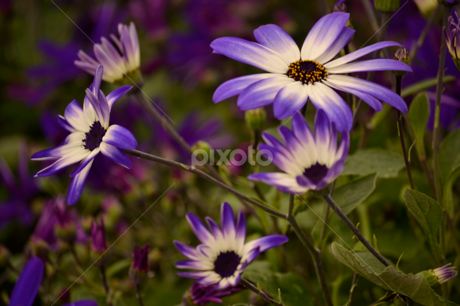 Purple Flowers by Wendy Milne - Flowers Flowers in the Wild