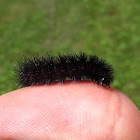 Giant Leopard Moth (larva)