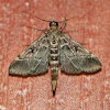 European pepper moth