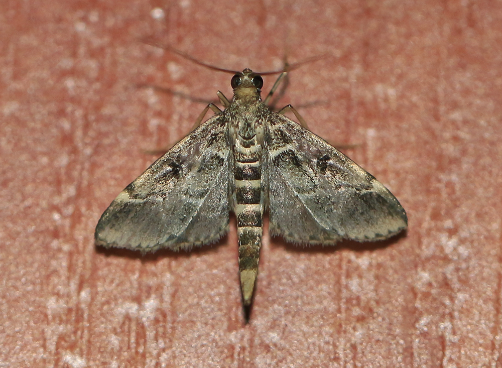 European pepper moth