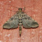 European pepper moth