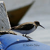 Common Sandpiper