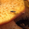 Darkwing Fungus Gnat