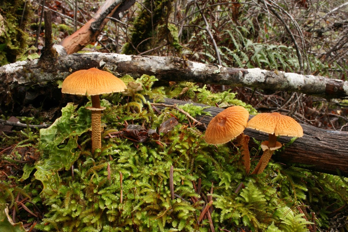 Saffron Parasol