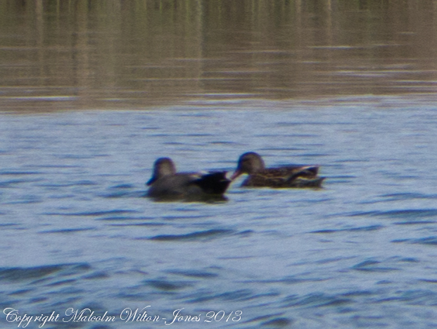 Gadwall; Anade Friso