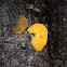 Yellow brain, witches'butter