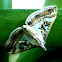 Glyphodes Moth