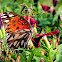 Gulf Fritillary or Passion Butterfly