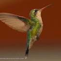 Glittering-bellied emerald