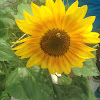 HoneyBees and SunflowersA