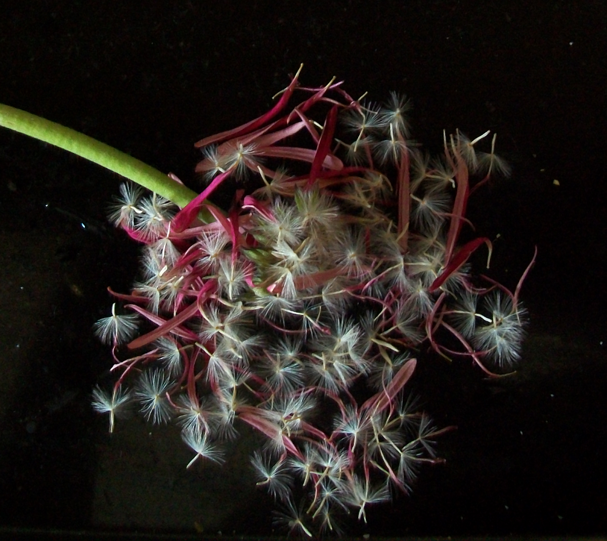 seeds of gerbera