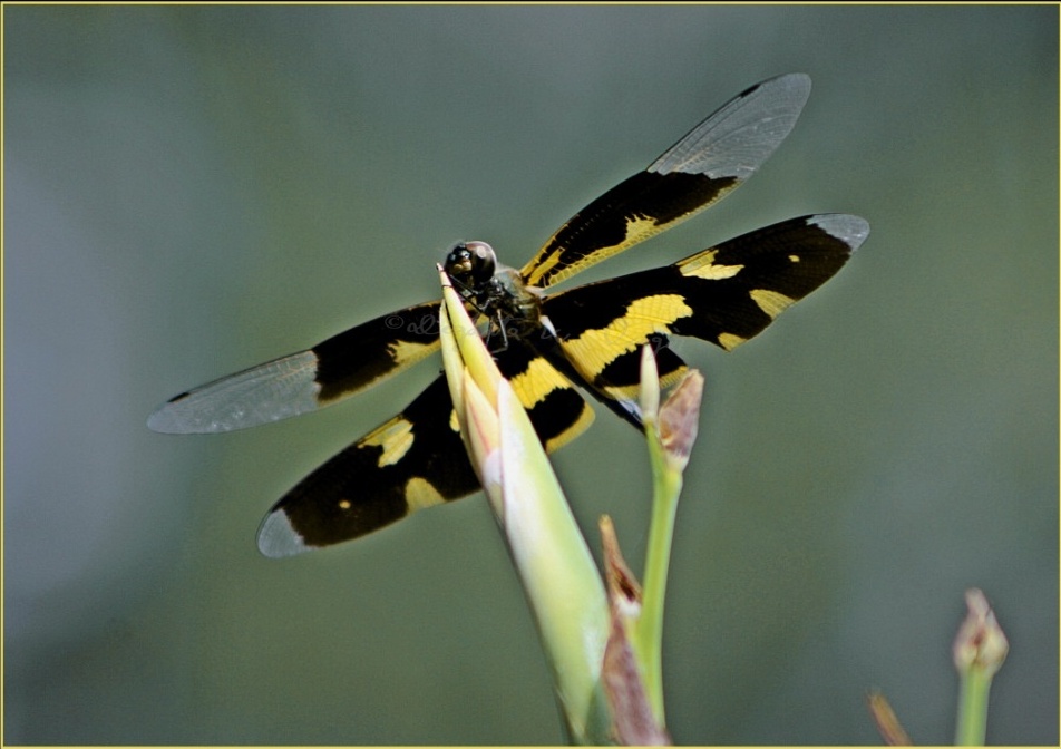 Common Picture Wing Dragonfly