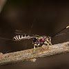 Labeninae Wasp