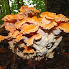 Chicken Of The Woods