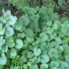 Ground Ivy