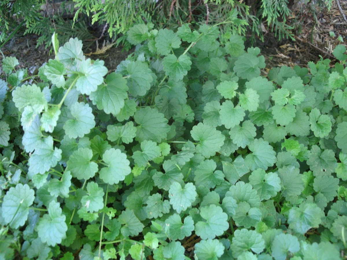 Ground Ivy