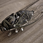 Cicada